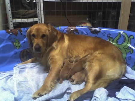 Katie and Her Babies