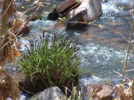 Oak Creek in Red Rock State Park, AZ II