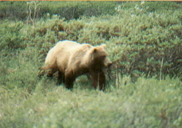 grizzly - Alaska -1992