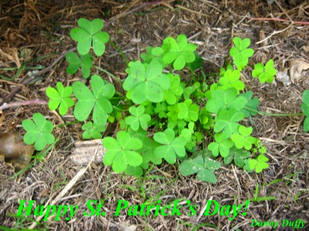 shamrocks