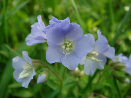 Little blue wildflowers, 05.07.08