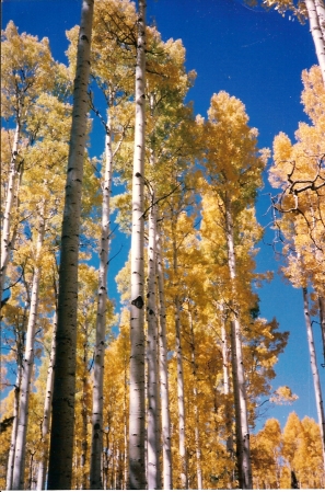 Fall Colors - Flagstaff, Arizona