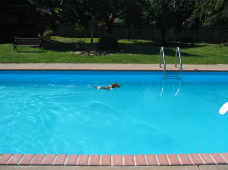 Teddy loves the pool