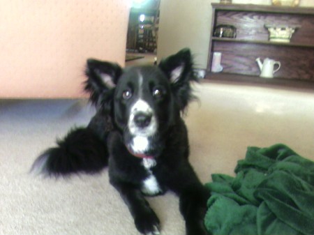 My dog Kaycee. She is 10 years old