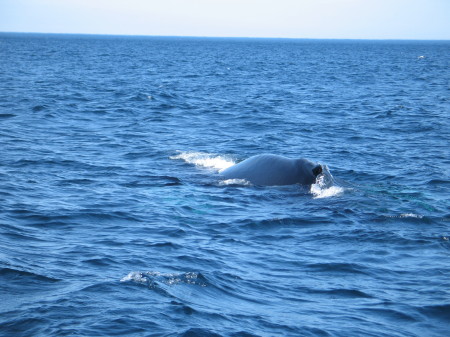Peter Robertson's album, Whale Watching Newfoundland