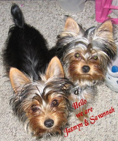 Butterfly Yorkies