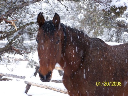 Brumby in the Snow
