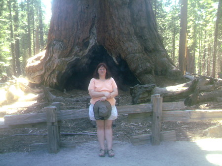 Sequoiah Tree
