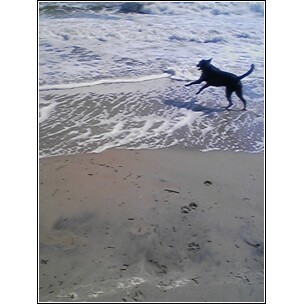 Tank Jr... at the beach