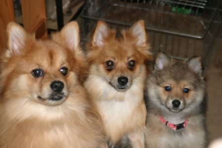 Nicholas, Shawnee, and little lupa