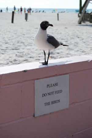 manateebeach 0717