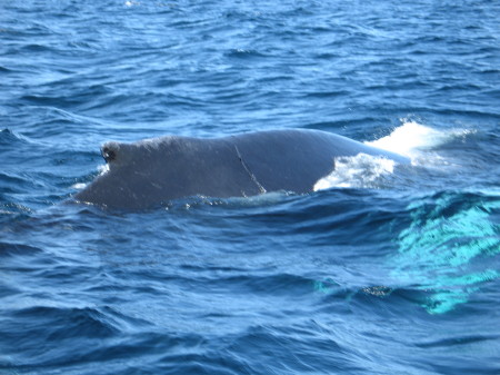 Peter Robertson's album, Whale Watching Newfoundland