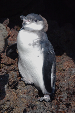 Penguin in Galapagos Islands