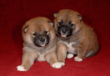 4 week old Shiba puppies