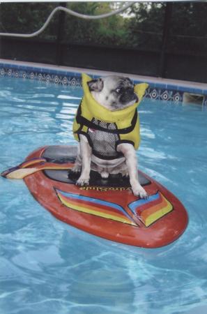 pug surfin'