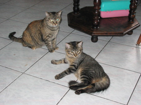 Two of my cats