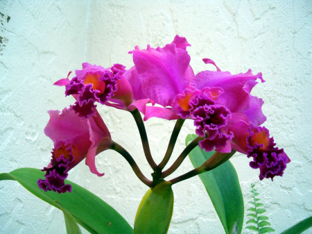 Orchids