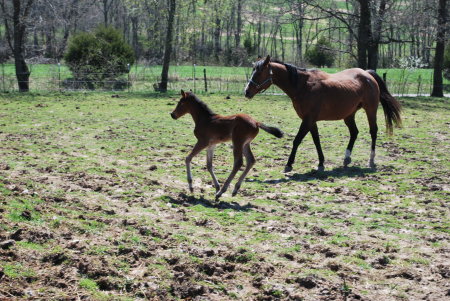 Annie with her yet unnamed 2010 filly