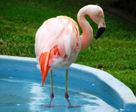 Pink Flamingo at the Hilton Wikoloa Resort