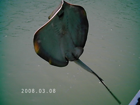 My first Stingray catch