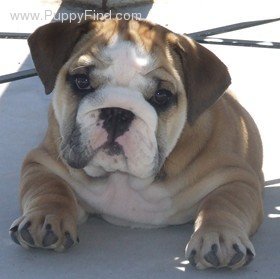 Old English Bulldog pup