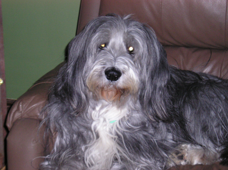 My Bearded Collie, Roark