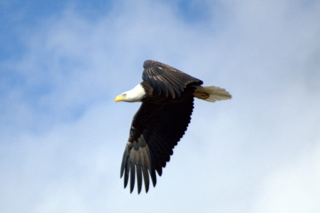 Eagle on the wing