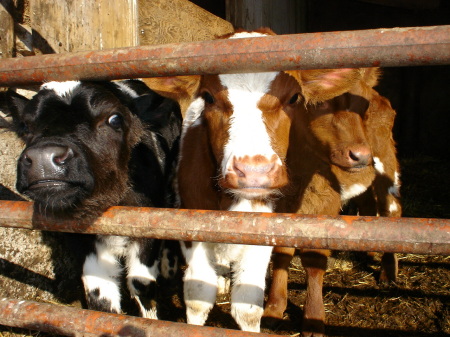 Mack, Bubby and Chippy