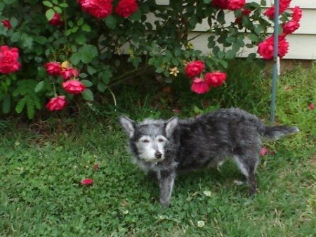 TJ watering the roses, making them purty!