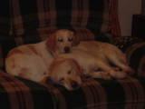 the pups - Mia and Maelei