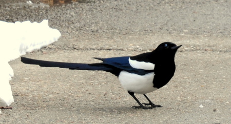 Magpie