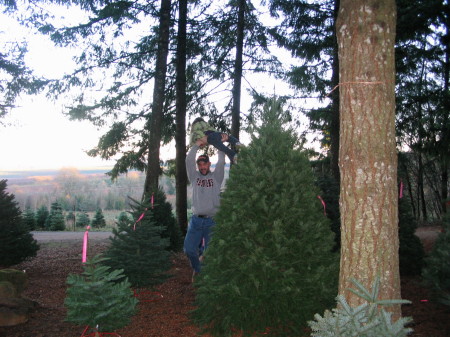 2008 Tree Cutting 10