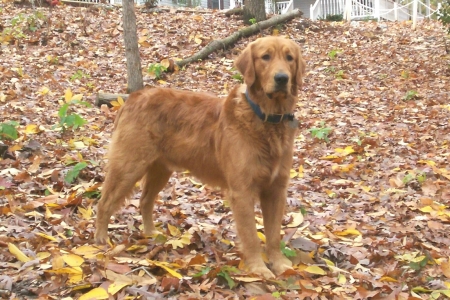 My dog Shadow, 1 yr.