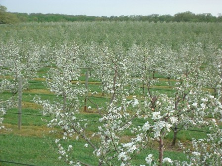 The West Orchard in Full Bloom