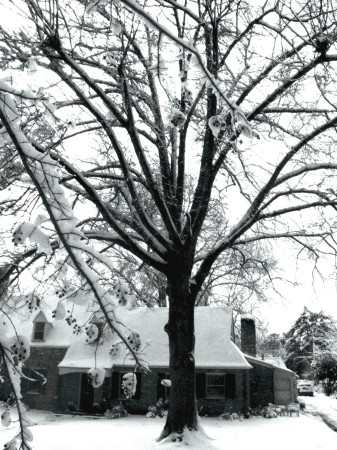 Our Pin Oak Tree Snow Storm March 2, 2009