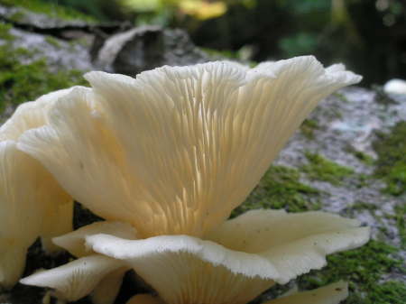 More mushroom formations