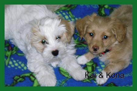 Kia and Kona