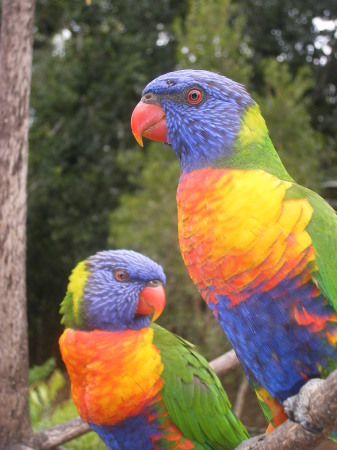 Very cool Lorikeets