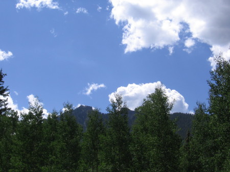 Trees & Sky