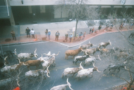 Cattle Drive