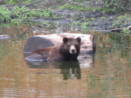 Chaik enjoying his pond