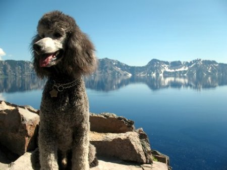 Dante' at Crater Lake