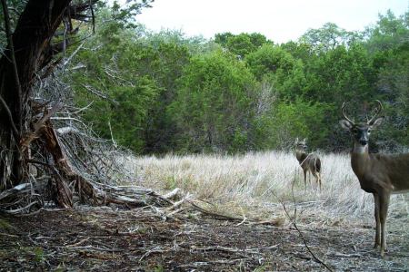 My little 6 point before he met me...