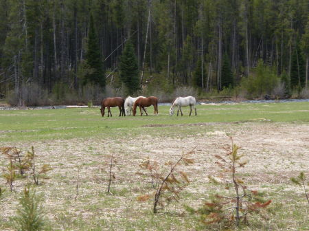 Another picture that includes the horses:)