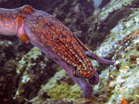 Reef Octopus