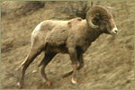 Ram Canadian Sheep