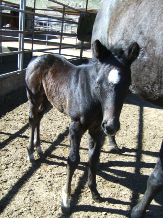 New race horse "Harneys Handful" 1 week old