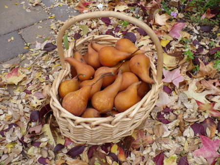 Fall Harvest