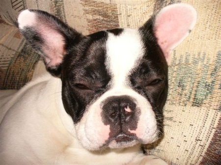 Febe, our Frenchie