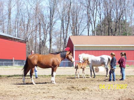 My horse Awesome meets Tequila.